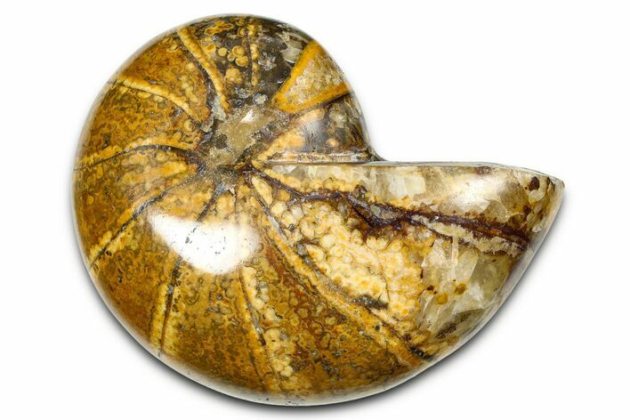 Polished Fossil Nautilus (Cymatoceras) - Madagascar #378976